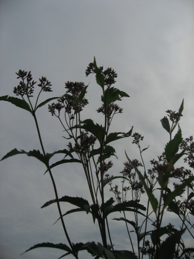 c0062511_18554578.jpg