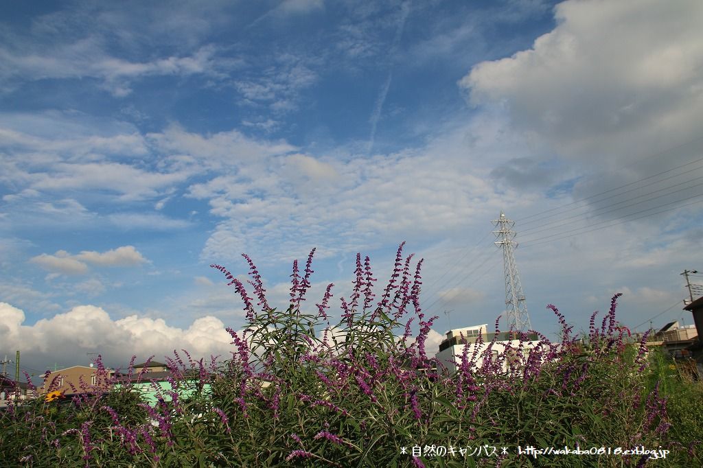 e0052135_21063164.jpg