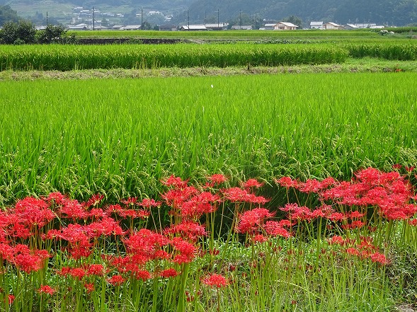 b0299042_10115219.jpg