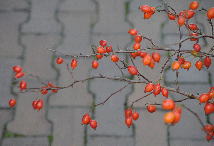 a0001354_2334915.gif