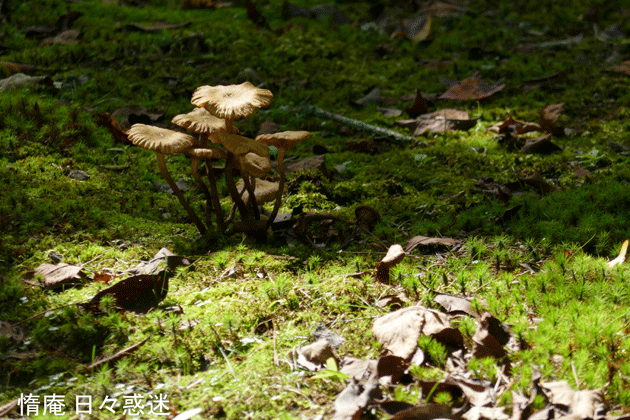 e0346064_14214521.gif