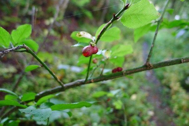 a0130586_965512.jpg