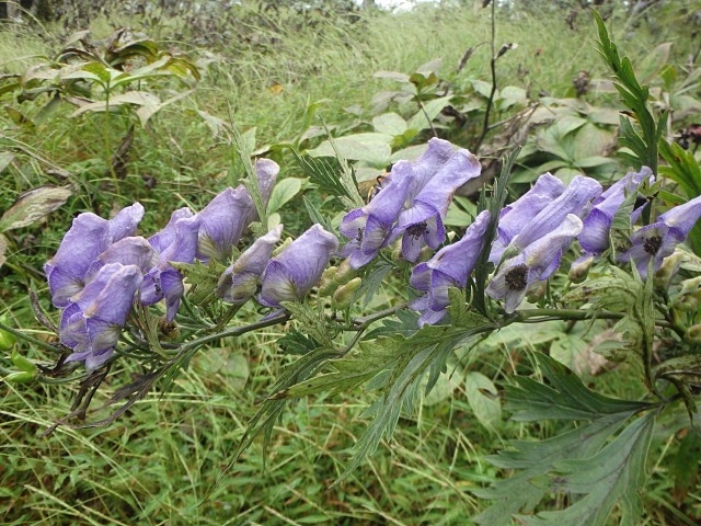 f0357487_21361866.jpg