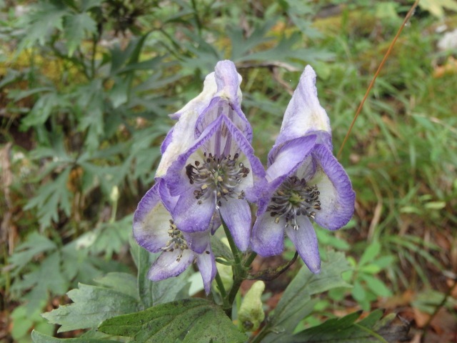 f0357487_21365512.jpg