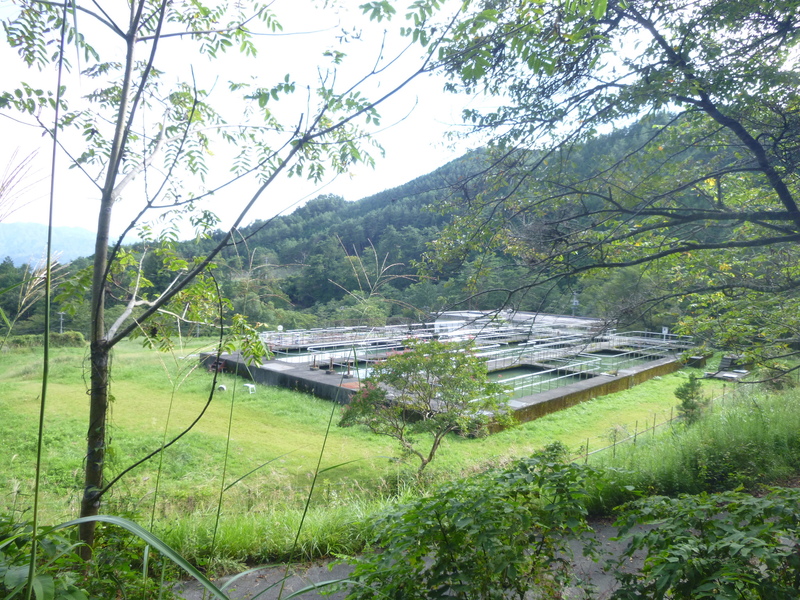 d0170615_1010454.jpg