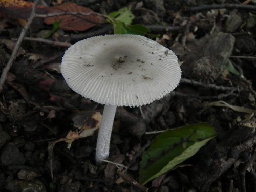 e0352220_15301411.jpg
