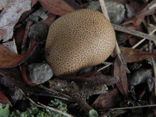 e0352220_15311576.jpg