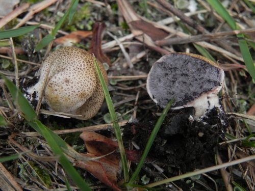 e0352220_15334295.jpg