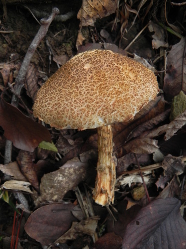 e0352220_15355796.jpg