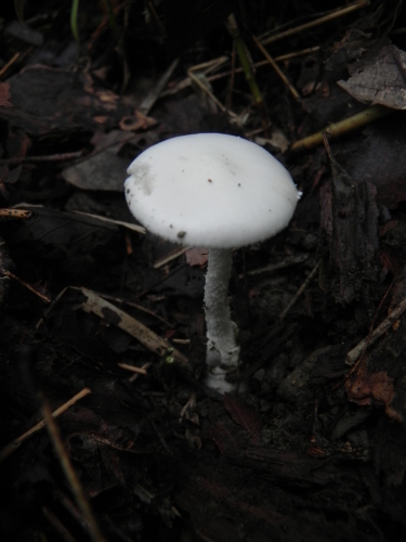 e0352220_16161042.jpg