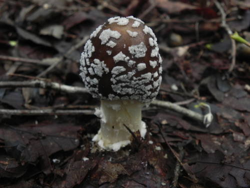 e0352220_21232409.jpg