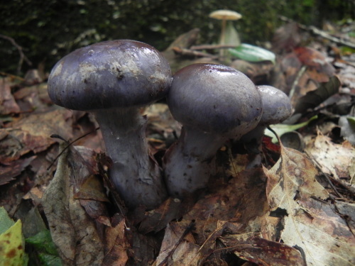 e0352220_21250691.jpg
