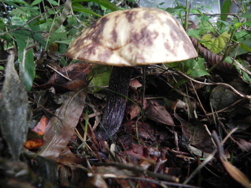 e0352220_21293336.jpg