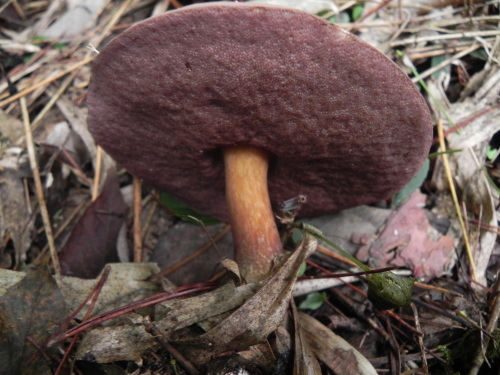 e0352220_21310863.jpg