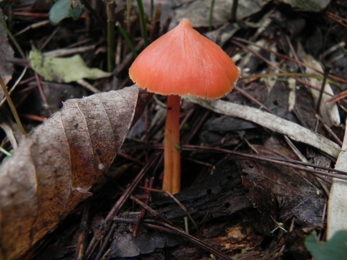 e0352220_21313018.jpg