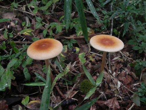 e0352220_21395948.jpg