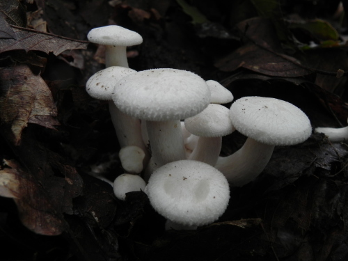 e0352220_21423939.jpg