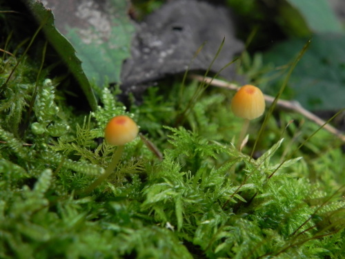 e0352220_21432384.jpg