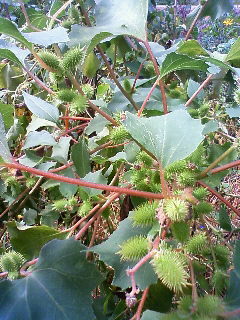 b0094029_08150301.jpg