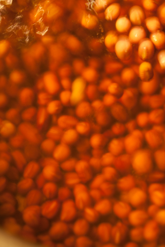 c0095644_10232767.jpg
