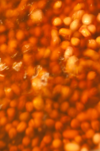 c0095644_10232990.jpg