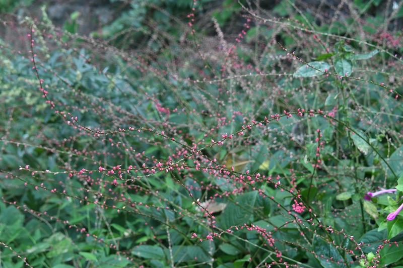 b0104861_1820177.jpg