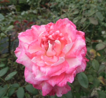 e0114588_1502588.jpg
