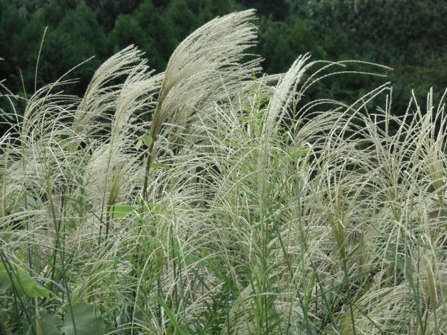 e0114588_1541298.jpg