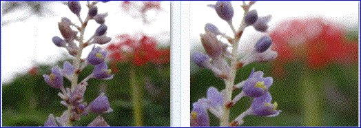 f0231709_1012241.gif