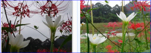 f0231709_1014225.gif