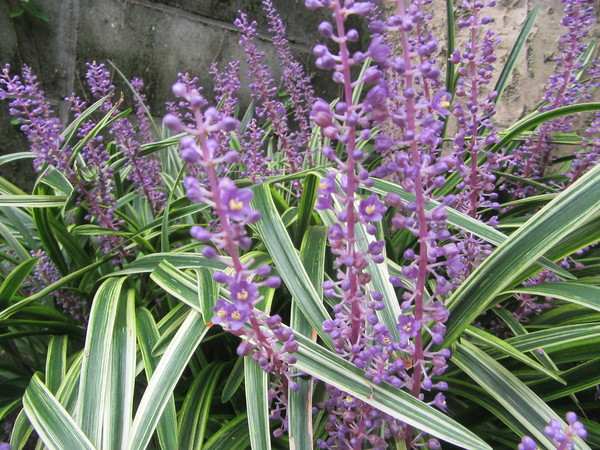 f0231709_10365723.jpg