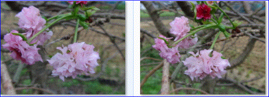 f0231709_1041493.gif