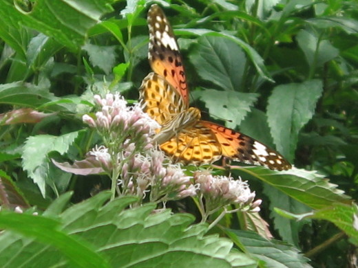 c0062511_20343300.jpg