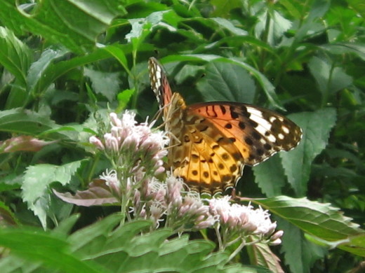c0062511_20345311.jpg
