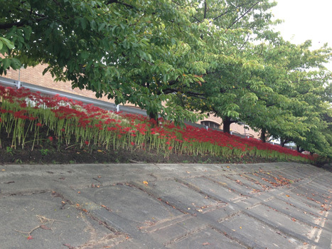 f0032434_17510890.jpg