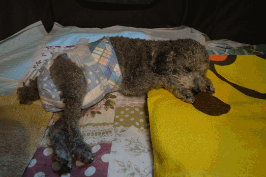 c0136736_09070155.gif