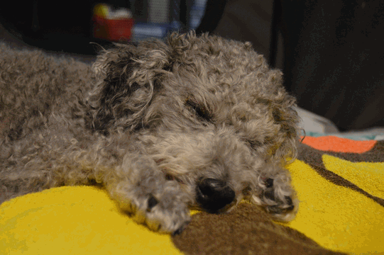 c0136736_09071594.gif