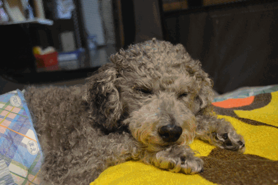 c0136736_09075185.gif