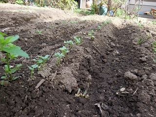 c0203348_17512510.jpg