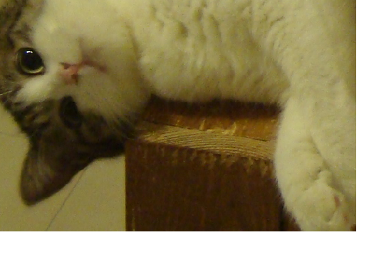 b0365255_15460678.png