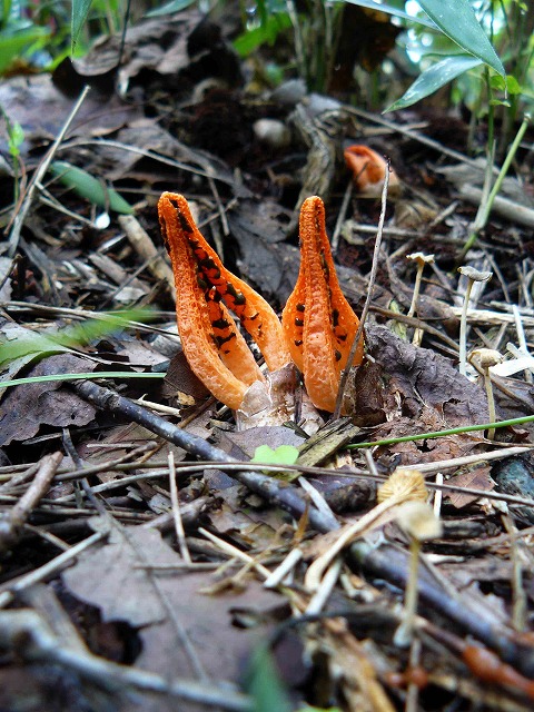 d0019074_5544259.jpg