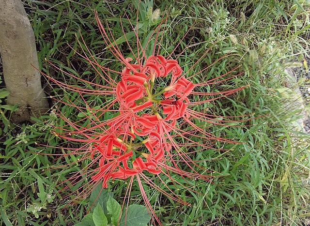 e0077477_00275420.jpg