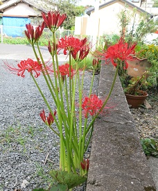 e0130185_2083557.jpg