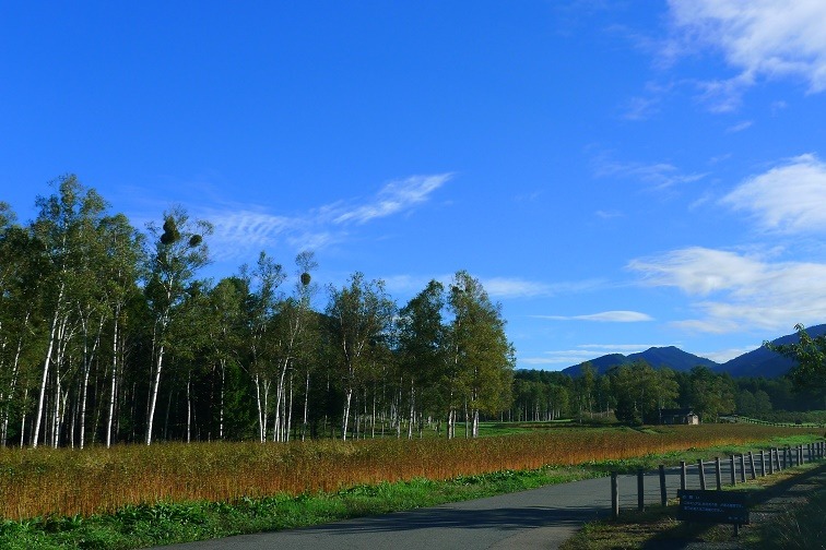 a0130586_8453576.jpg