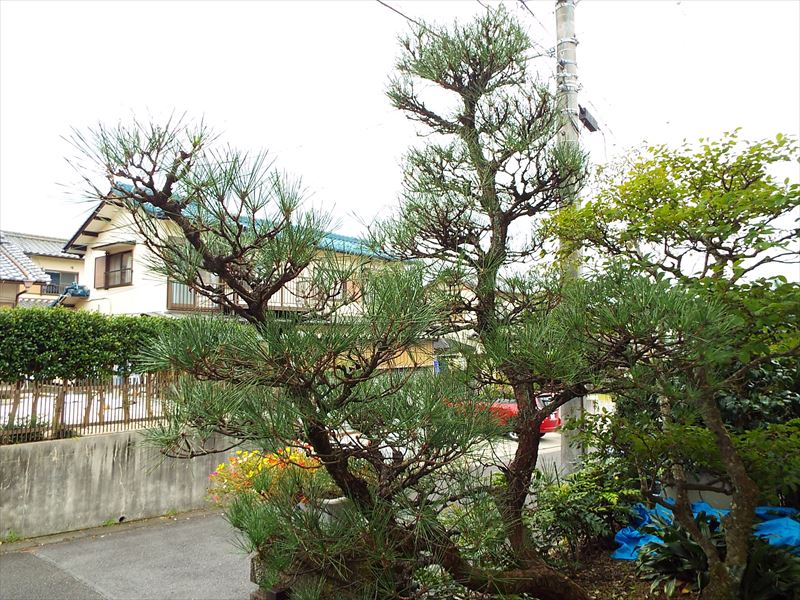 c0108198_1758375.jpg