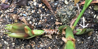 b0078623_7431741.png