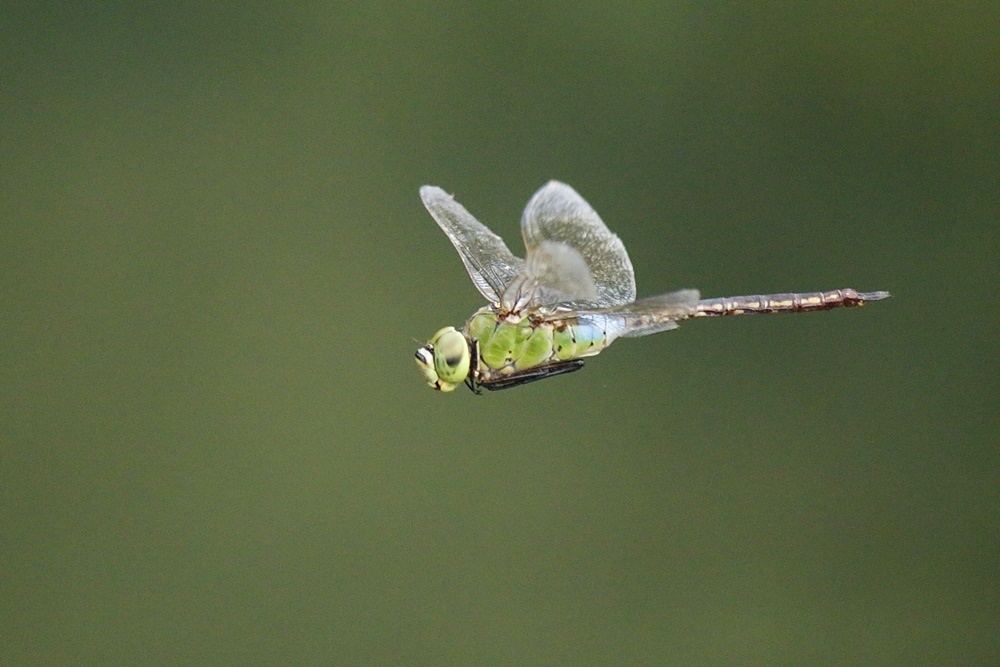 b0088772_11492878.jpg