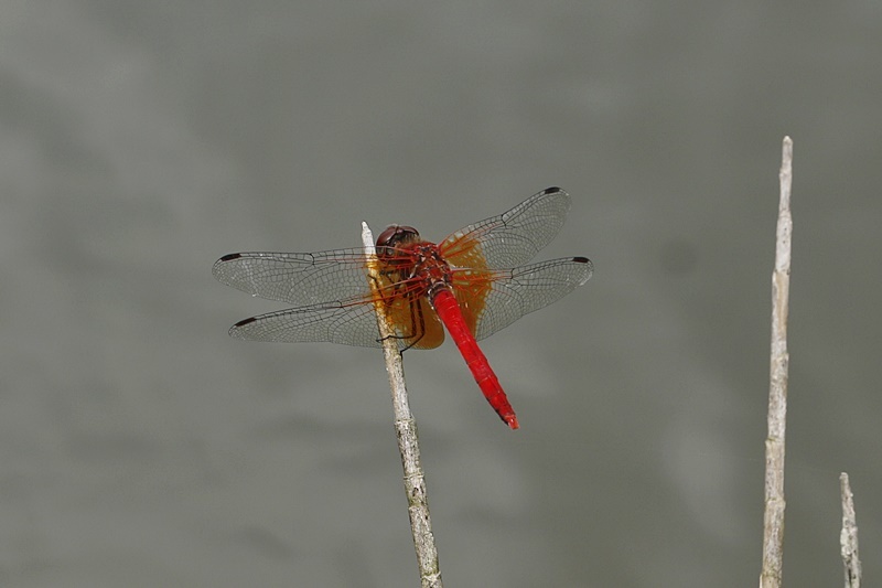 b0088772_11494672.jpg