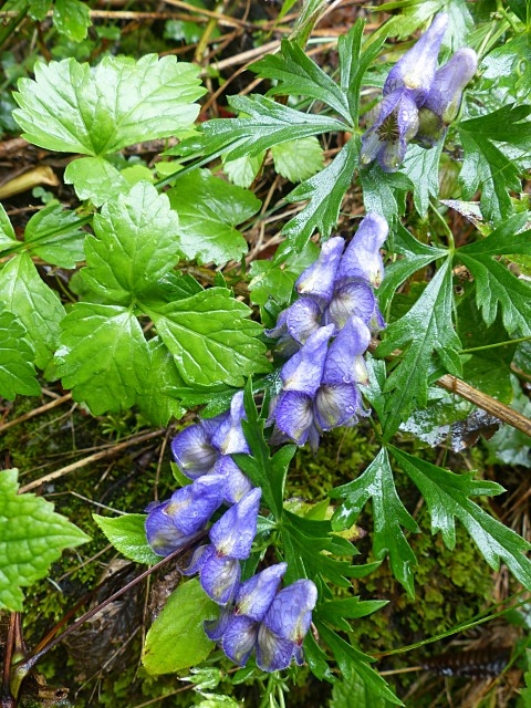 f0357487_20223218.jpg