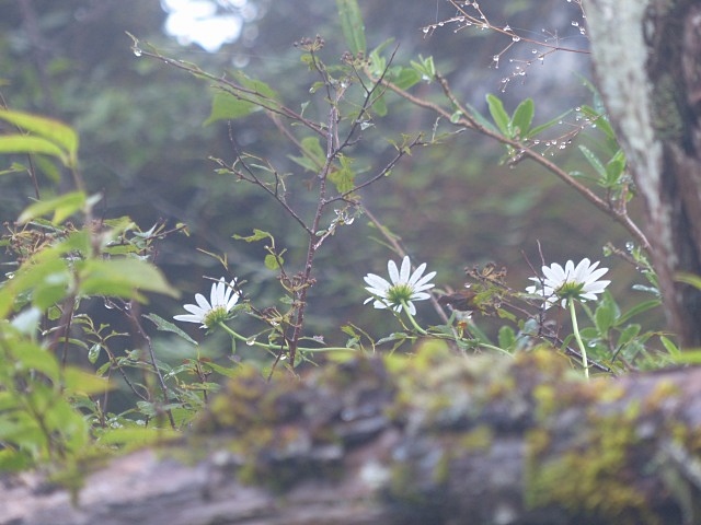 f0357487_20241883.jpg